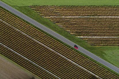 Un coche conduce cerca de unos campos de espárragos en Colonia, Alemania.