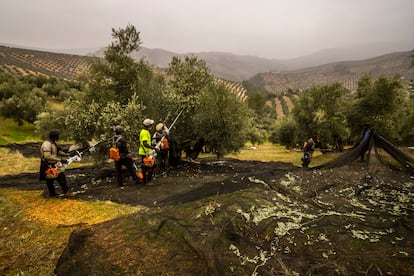 Recogida de la oliva en la Sociedad Cooperativa San Vicente de Mogón, en Jaén, donde elaboran el aceite de oliva virgen extra .