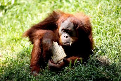 Un orangután come matza en el zoo de Ramat Gan, cerca de Tel Aviv (Israel).