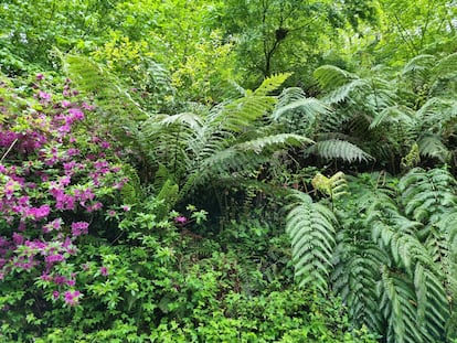 Rododendros y helechos amantes de las sombras en Lur Garden en Oiartzun, Gipuzkoa, en el verano de 2022.