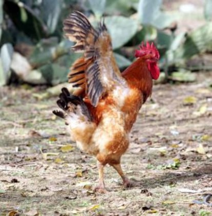 Un gallo en un corral en la localidad sevillana de Palomares del Río.