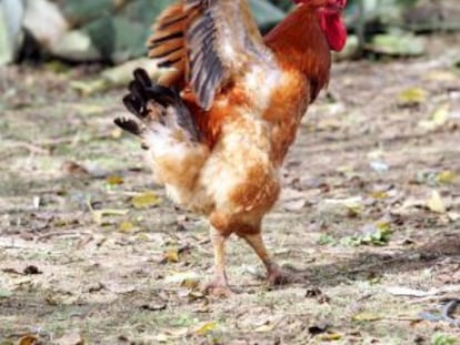 Un gallo en un corral en la localidad sevillana de Palomares del Río.