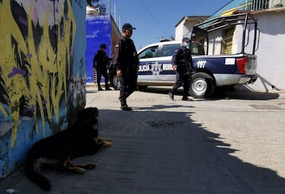Un perro, frente a elementos de la policía de Oaxaca, tras ser visto con una extremidad humana en su hocico.