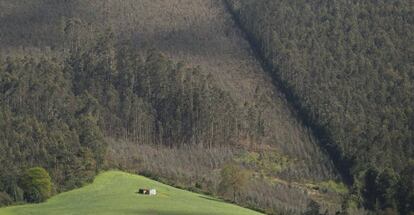 Repoblación de eucaliptos en los montes de Cedofeita (Lugo).