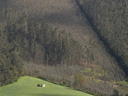 Repoblación de eucaliptos en los montes de Cedofeita (Lugo).