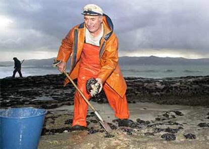 Un mariscador faena en las rocas de Muros.