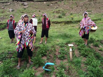 Agricultores en el Parque de la Papa Pisaq, CuZco, Perú