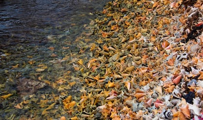 En Isla Panda, los locales han creado precarias barreras contra la erosión con caracol pala, ya que su caparazón ayuda a disminuir el impacto de las olas. Se trata de un molusco emblemático de la dieta local. 