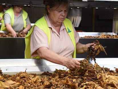 Trabajadora de Cetarsa en la f&aacute;brica de Talayuela (C&aacute;ceres).