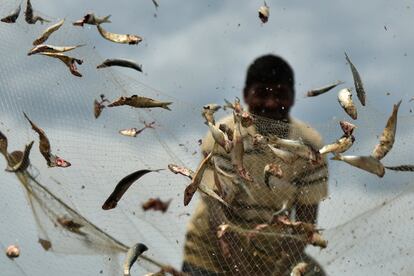 Un pescador remueve los peces de su red en una playa de Chennai, India.