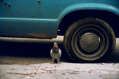 Una paloma en una acera de Nueva York en 1993, material de 'Photo No-Nos: Meditaciones sobre lo que no fotografiar' (Aperture, 2021). 