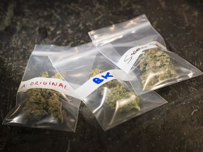 Variedades de marihuana listas para ser entregadas.