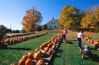 Una granja de calabazas en Pownal, Vermont (Nueva Inglaterra, EE UU).