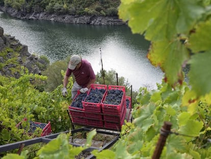 Recogida de la uva en uno de los viñedos en pendiente de la Ribeira Sacra, en Lugo. 