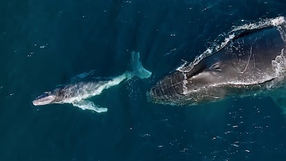 Una ballena jorobada y su cría en Kiama, Nueva Gales del Sur, Australia.