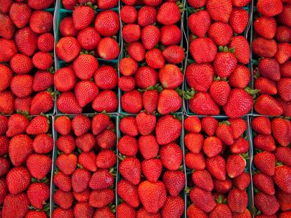 Andalucía cuenta con el fruto rojo como una parte de su economía de la que no puede prescindir.