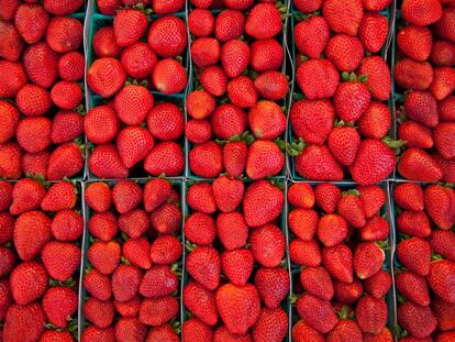 Andalucía cuenta con el fruto rojo como una parte de su economía de la que no puede prescindir. 