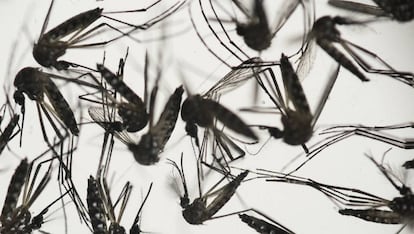 El mosquito Aedes, responsable de la transmisión del zika.