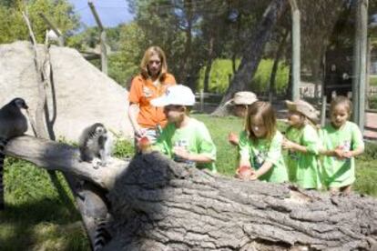 Un grupo de niños dando de comer a los lémures durante un campamento de verano en el Zoo de Madrid.