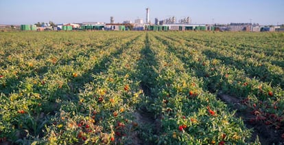 Cultivo y planta de procesado de tomates en las Vegas Altas del Guadiana, en la provincia de Badajoz.