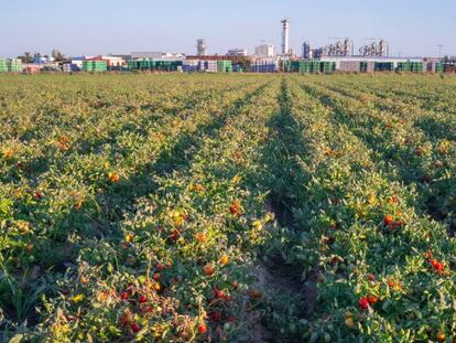 Cultivo y planta de procesado de tomates en las Vegas Altas del Guadiana, en la provincia de Badajoz. 