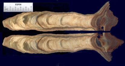 Corte de la estalagmita ESP06 de Cova Arcoia (Folgoso do Courel, Lugo), con los diferentes acontecimientos del clima grabados desde hace 550.000 años hasta el presente.