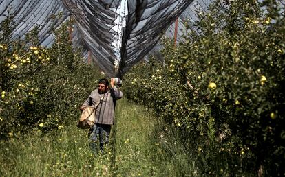 Un campesino trabaja en un cultivo de manzanas en el Estado de Coahuila, México