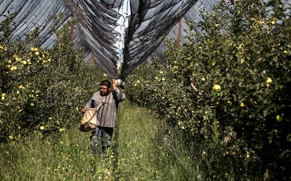 Un campesino trabaja en un cultivo de manzanas en el Estado de Coahuila, México