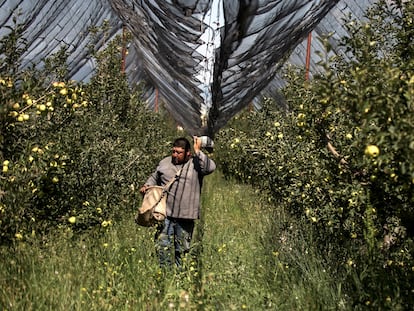 Un campesino trabaja en un cultivo de manzanas en una granja de Saltillo (México).