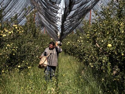 Un campesino trabaja en un cultivo de manzanas en el Estado de Coahuila, México.