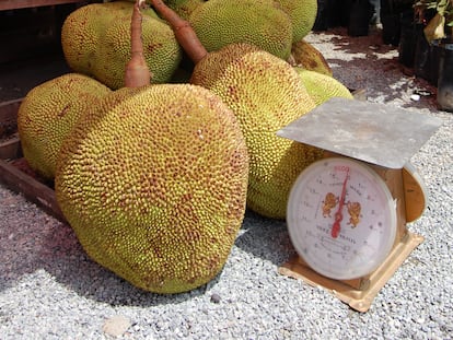 Fruta durian de Tailandia