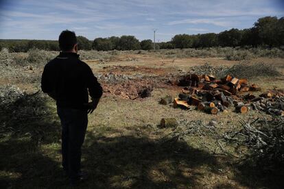 Una de las fincas compradas por Berkeley para ubicar los terrenos de la mina en los que se aprecia que las encinas han sido taladas y troceadas para madera.