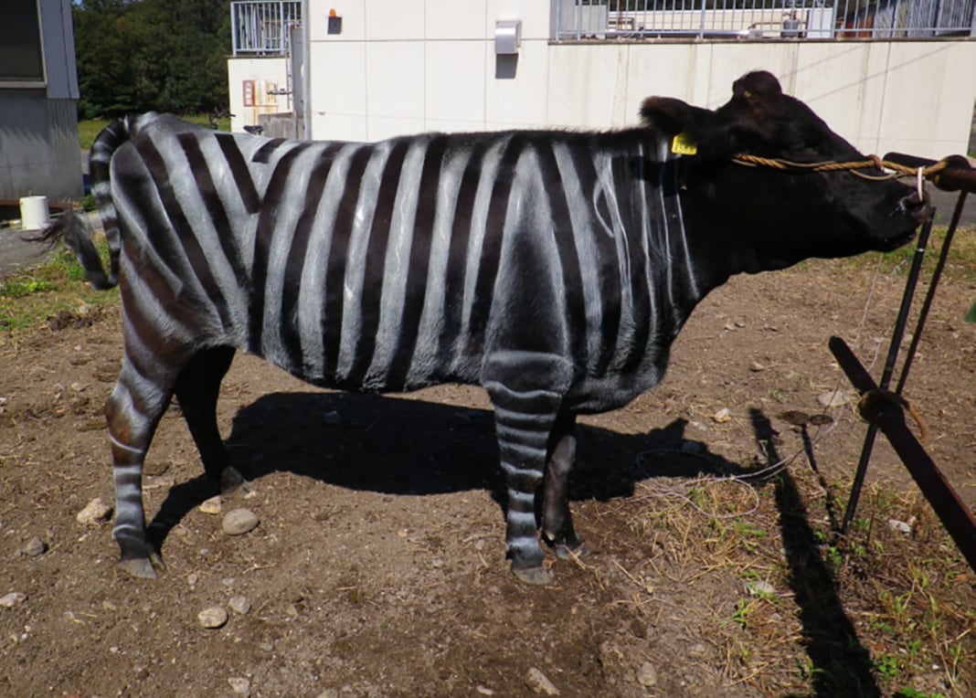 Imagen de la vaca pintada como una cebra para el estudio japonés sobre el efecto disuasorio para las moscas de este disfraz.