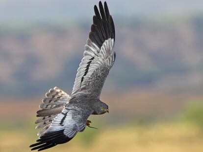 Un ejemplar de aguilucho cenizo.