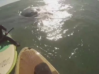 Vídeo | Dos bañistas se ven sorprendidos por ballenas mientras practicaban ‘paddle surf’ en Argentina