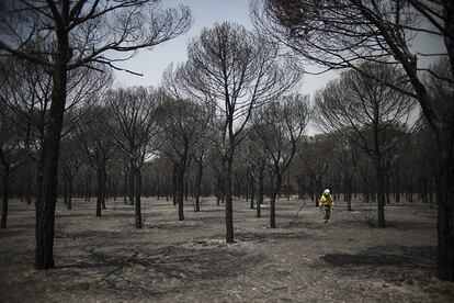 Zona arrasada por el fuego en Doñana.