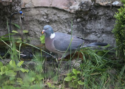 Paloma torcaz, 'Columba palumbus', con sus 40 centímetros, es un ave de mayor tamaño que la paloma domestica. De plumaje gris, destacan dos manchas blancas a ambos lados de su cuello. Su canto consiste en un arrullo grave, similar al ulular de los búhos. Reside todo el año en zona mediterránea, emigrando al norte de Europa en época estival para críar.