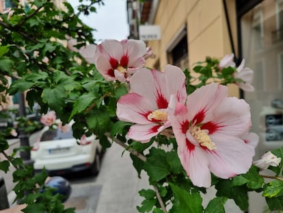 Una calle del centro de Madrid con las rosas de Siria en plena floración.