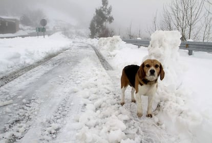 Un perro en la carretera de A Lastra que se encuentra cubierta por la nieve registrada en la región. La nevada que volvió a caer durante la noche, acompañada de helada, volvió a cubrir una parte de las carreteras provinciales que ayer a última hora de la tarde habían quedado expeditas gracias al trabajo del dispositivo de vialidad invernal de la Diputación de Lugo, por lo que muchas aldeas de la montaña lucense continúan incomunicadas.