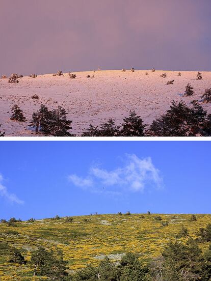 Subida al puerto de Navacerrada desde la vertiente madrileña derecha. Arriba, el puerto nevado y cubierto por piornos en noviembre de 2013, abajo, la misma toma, en mayo de 2014.