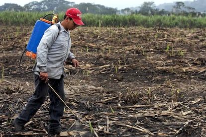 Un agricultor rocía el suelo con fertilizante después de la cosecha de caña de azúcar en el Estado de Veracruz