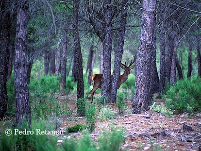 Sierra de Cazorla: para ver animales no hace falta ir a África