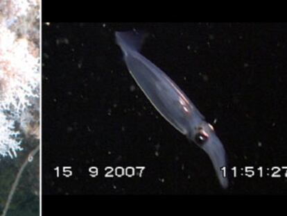 Comunidad de corales fríos <i>(Madrepora oculata),</i> a 300 metros de profundidad (izquierda), y un calamar, fotografiados en el cabo de Creus desde el submarino <i>Jago</i>.