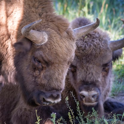 GRAFAND1469. ANDÚJAR (JAÉN), 09/05/2023.-Dos de los 18 bisontes que viven en la finca de El Encinarejo, en la Sierra de Andújar (Jaén), una especie exótica formalmente catalogada como amenazada que nunca antes se había documentado en la Península ibérica, y que viven en semilibertad en estos terrenos que adquirieron hace cinco años Alex y Jessica Hohne, una pareja de sudafricanos que han conseguido un importante reclamo turístico para centenares de visitantes que tienen la oportunidad de ver algo único: la convivencia entre el lince ibérico y los bisontes . EFE/José Manuel Pedrosa.