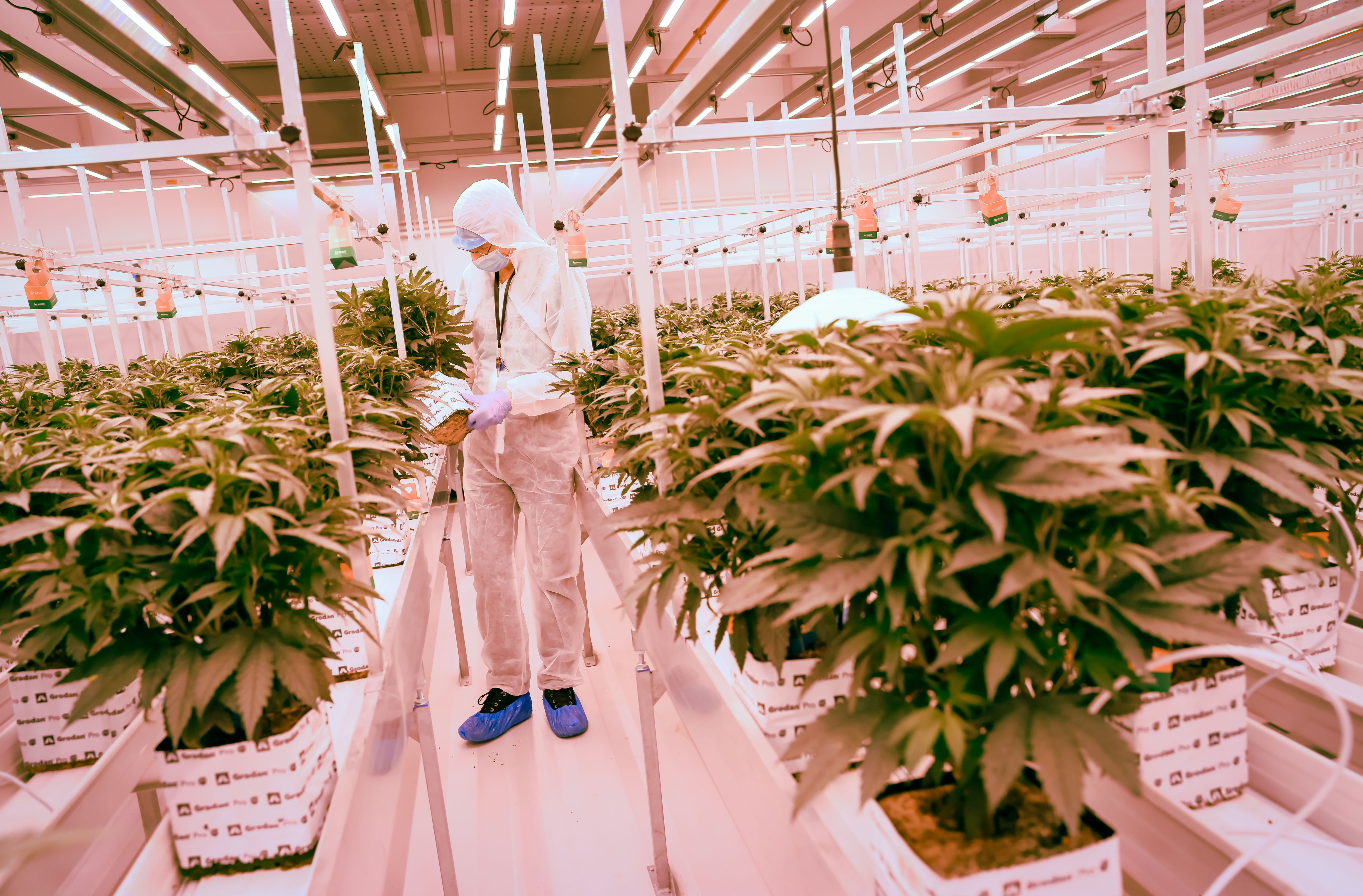 Los difusos límites del cannabis terapéutico: su potencial médico choca con el riesgo psiquiátrico