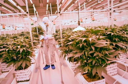 Cannabis terapéutico