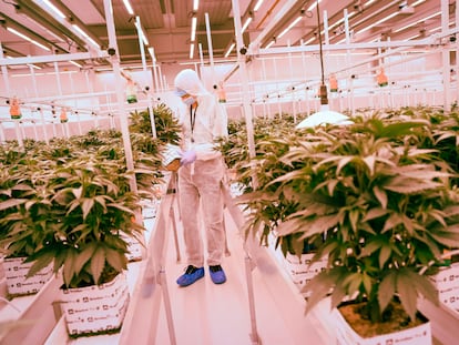 Cannabis terapéutico