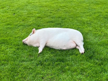 Gordi, posando para los visitantes del Palacio de Liria.