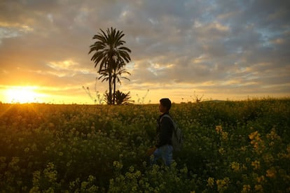 Un niño camina entre flores de mostaza silvestre en un campo de la Franja de Gaza, el primer día de la primavera.