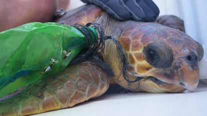 Una tortuga atrapada per les xarxes de pesca fantasma a Balears.